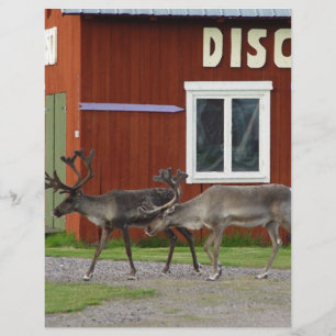 PAPIER DISCO DEER
