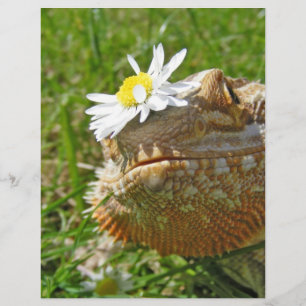 Papier Dragon barbu