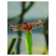 Dragonfly rouge et noire tachetée