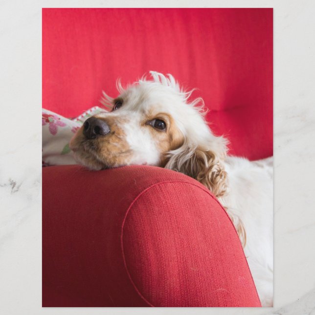 Papier ecs orange et blanc chillin (Devant)