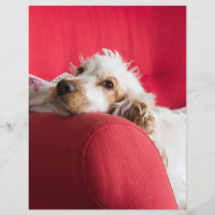 Papier ecs orange et blanc en chill