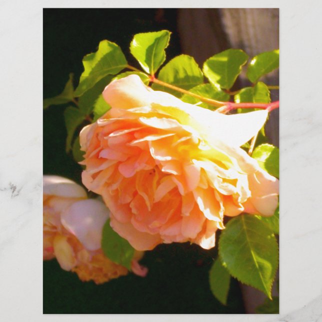 Papier Elégant classique pêche orange rose floral (Devant)
