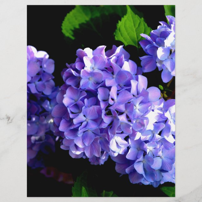 Papier Elégante hydrangée violette fleurie bleu pourpre (Devant)
