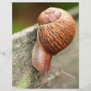 Papier escargot