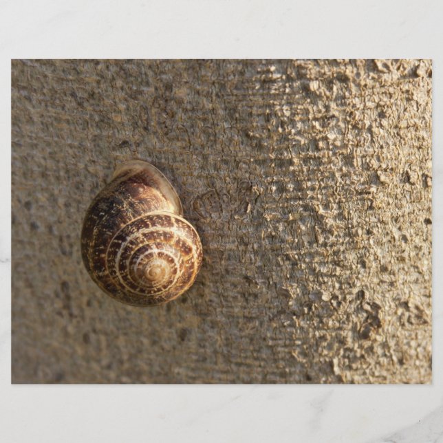 Papier Escargot (Devant)
