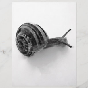 Papier Escargot noir et blanc