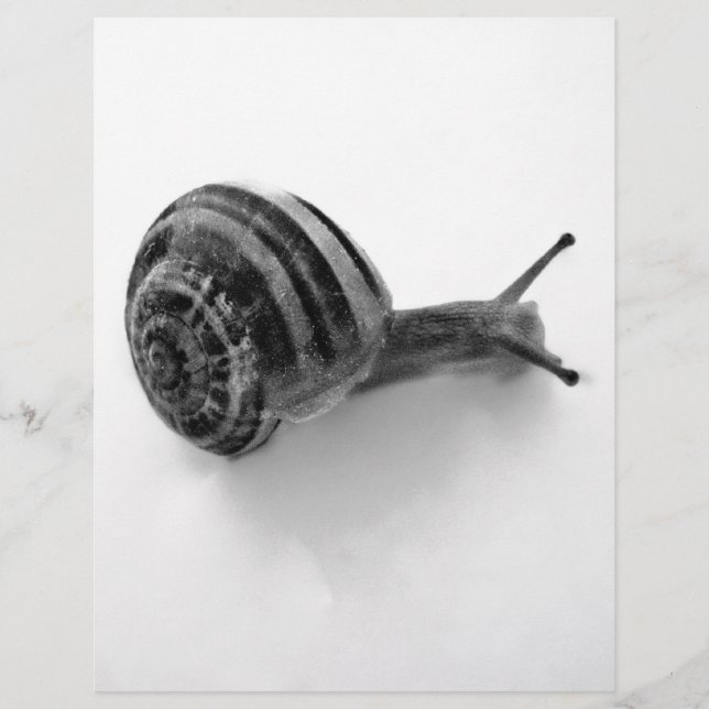 Papier Escargot noir et blanc (Devant)