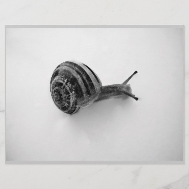 Papier Escargot noir et blanc (Devant)