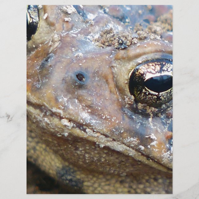 Papier Face de crapaud (Devant)