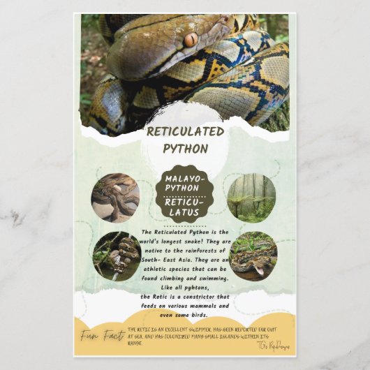 Papier Fiche de soins Python réticulé (Devant)