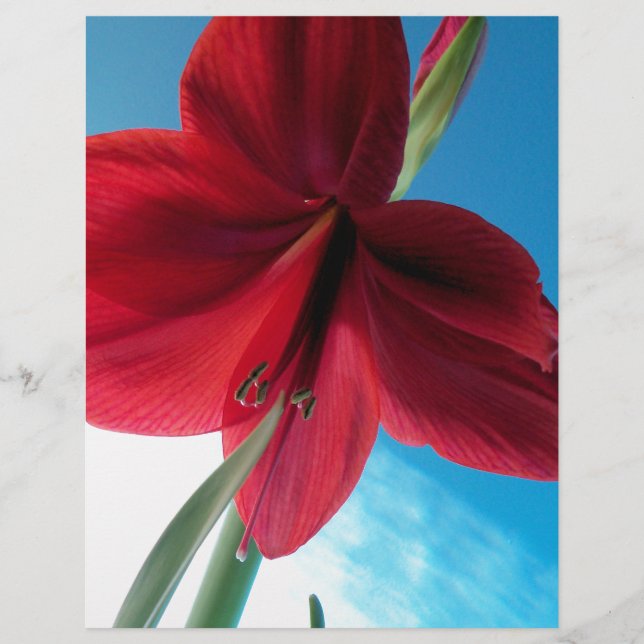Papier Fleur Amaryllis rouge vif (Devant)