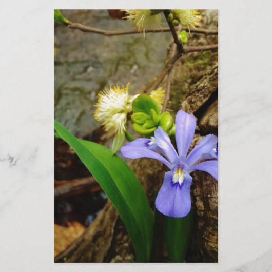 Papier Fleur blanche pourpre bleu Iris (Devant)