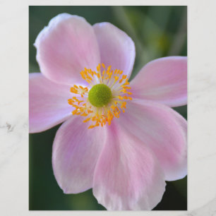 Papier Fleur d'anémone japonaise rose