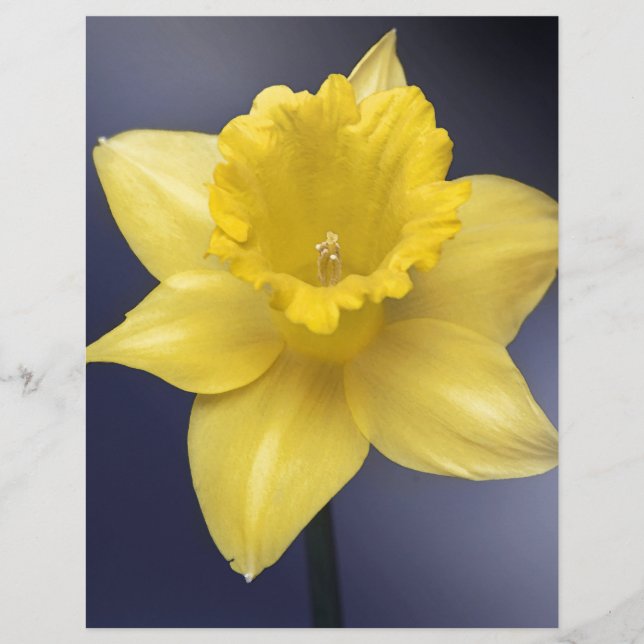 Papier Fleur de Narcisse jaune peinture à l'aquarelle flo (Devant)