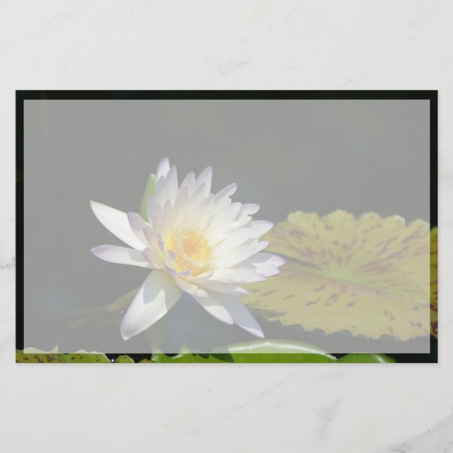 Papier Fleur Nénuphar Lotus blanche (Devant)