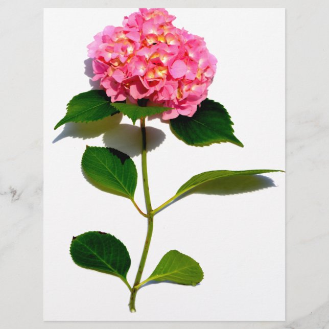 Papier Fleur rose rose rose Hydrangea (Devant)