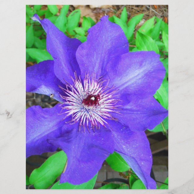Papier Fleur violette Clematis (Devant)