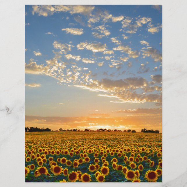 Papier Fleurs de soleil au coucher du soleil (Devant)