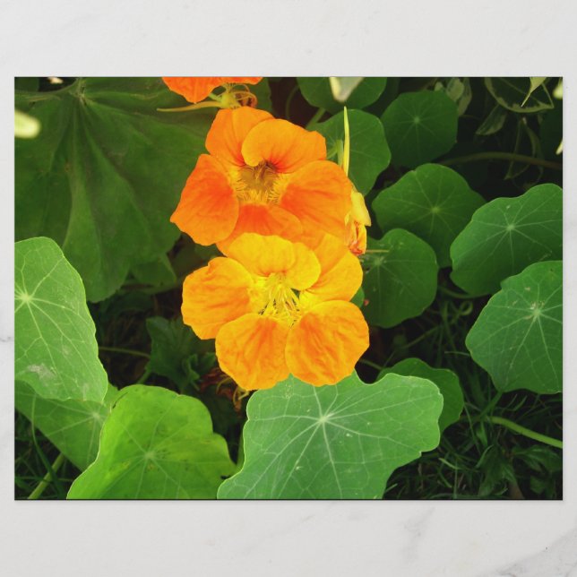 Papier Fleurs orange (Devant)