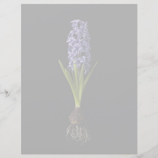 Papier Fleurs | Puce Hyacinth violette (Devant)