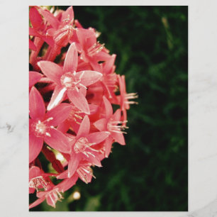 Papier Fleurs roses