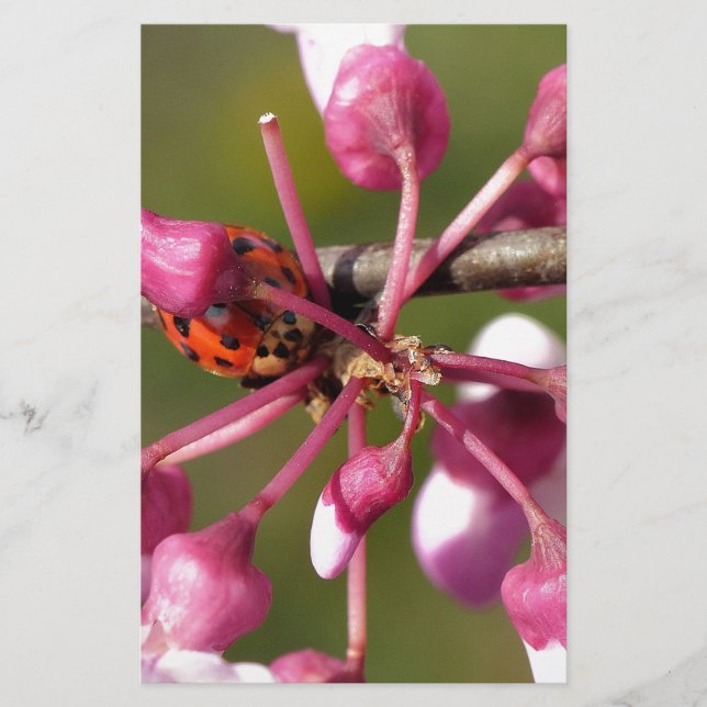Papier Flower Redbud avec Ladybug (Devant)