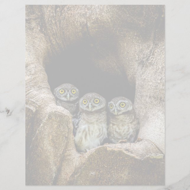 Papier Forests | Three Owls Looking (Devant)