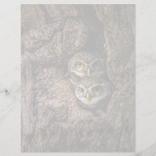 Papier Forests   Two Owls Looking