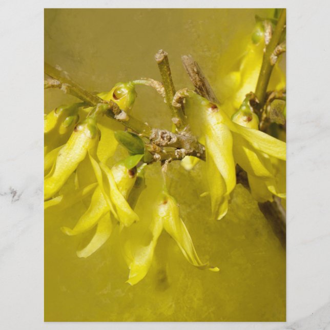 Papier Forsythia - Soleil printanier (Devant)