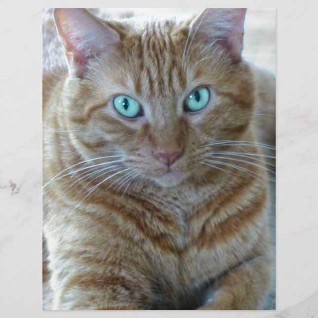 Papier Frankie (Devant)
