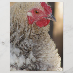 Papier Frizzle Rooster