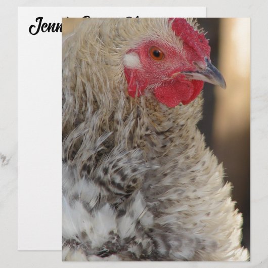 Papier Frizzle Rooster (Devant / Derrière)