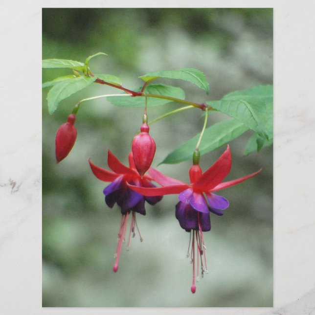 Papier Fuschia1A.jpg (Devant)