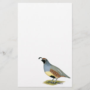 Papier Gambel's Desert Quail