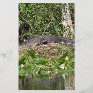 Papier Gator luv zoom pic