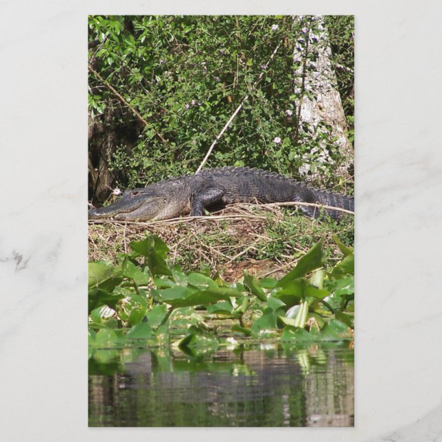 Papier Gator luv zoom pic (Devant)