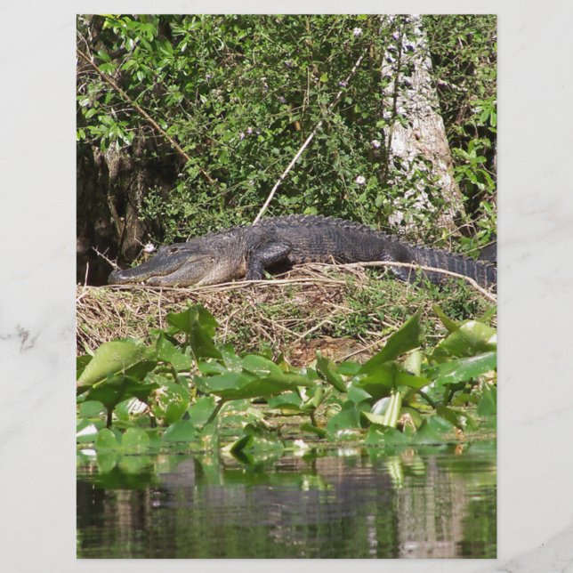 Papier Gator luv zoom pic (Devant)