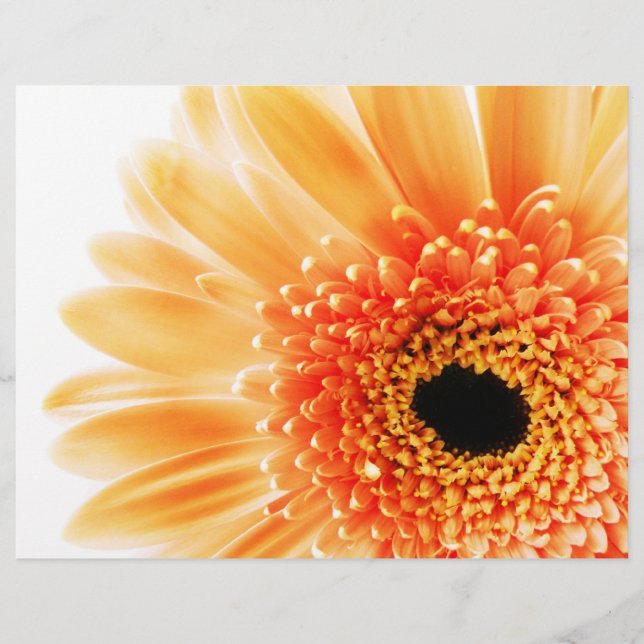 Papier Gerbera (Devant)