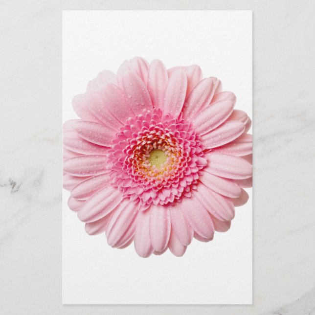Papier Gerbera Rose Daisy (Devant)