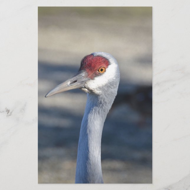 Papier Graine de Sandhill (Devant)