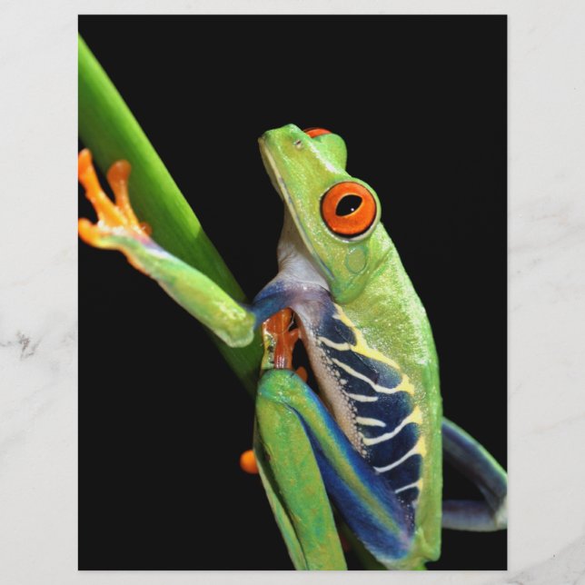 Papier grenouille (Devant)