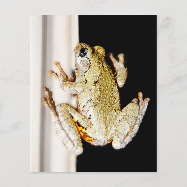 Papier Grenouille à arbre blanc jaune (Devant)