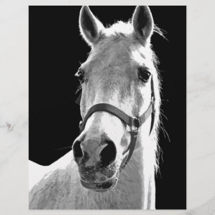 Papier Gros plan Cheval noir blanc la nuit