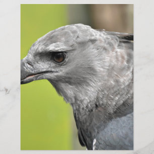Papier Harpy Eagle 2.JPG