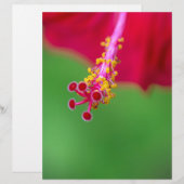 Papier hibiscus (Devant / Derrière)