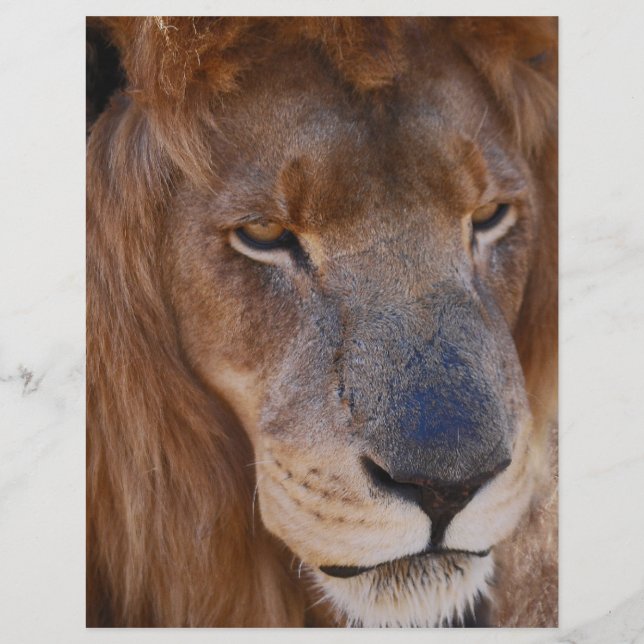 Papier Histoire des lions en Afrique du Sud (Devant)