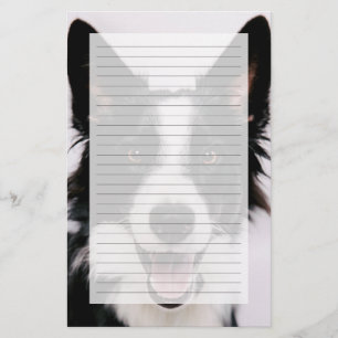 Papier Images Getty Une Collie frontalière souriante