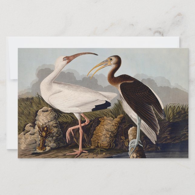 Papier Impression d'oiseau Ibis blanc de John James Audub (Devant)