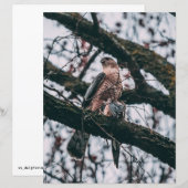 Papier Impression photo Hawk (Devant / Derrière)