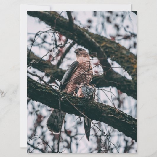 Papier Impression photo Hawk (Devant)